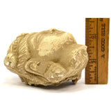 Ancient GANDHARA/GANDHARAN STUCCO HEAD Bodhisattva/Buddha? CARVED STONE Artifact