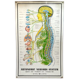 Vintage CHIROPRACTIC CHART of "AUTONOMIC NERVOUS SYSTEM" Laminated Poster c.1957