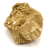 Ancient GANDHARA/GANDHARAN STUCCO HEAD Bodhisattva/Buddha? CARVED STONE Artifact