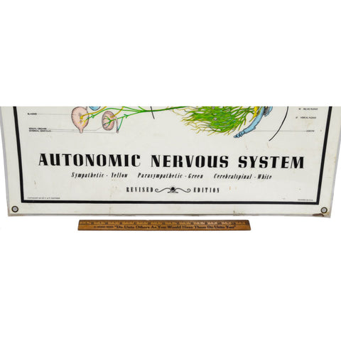 Vintage CHIROPRACTIC CHART of "AUTONOMIC NERVOUS SYSTEM" Laminated Poster c.1957