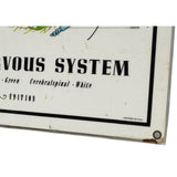 Vintage CHIROPRACTIC CHART of "AUTONOMIC NERVOUS SYSTEM" Laminated Poster c.1957
