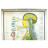 Vintage CHIROPRACTIC CHART of "AUTONOMIC NERVOUS SYSTEM" Laminated Poster c.1957