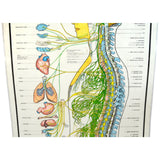 Vintage CHIROPRACTIC CHART of "AUTONOMIC NERVOUS SYSTEM" Laminated Poster c.1957