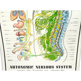 Vintage CHIROPRACTIC CHART of "AUTONOMIC NERVOUS SYSTEM" Laminated Poster c.1957