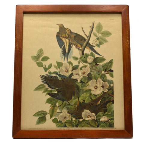 Antique "JOHN J. AUDUBON" LITHO PRINT Framed "CAROLINA PIGEON or TURTLE DOVE"