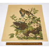 Antique "JOHN J. AUDUBON" LITHO PRINT Framed "CAROLINA PIGEON or TURTLE DOVE"