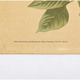 Antique "JOHN J. AUDUBON" LITHO PRINT Framed "CAROLINA PIGEON or TURTLE DOVE"