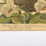 Antique "JOHN J. AUDUBON" LITHO PRINT Framed "CAROLINA PIGEON or TURTLE DOVE"