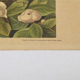 Antique "JOHN J. AUDUBON" LITHO PRINT Framed "CAROLINA PIGEON or TURTLE DOVE"