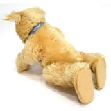 STEIFF "TEDDY BABY" BEAR Rare 1930 Replica #0176/29 w/ COLLAR & BELL 11" Blonde