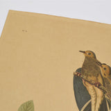 Antique "JOHN J. AUDUBON" LITHO PRINT Framed "CAROLINA PIGEON or TURTLE DOVE"