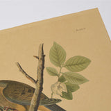 Antique "JOHN J. AUDUBON" LITHO PRINT Framed "CAROLINA PIGEON or TURTLE DOVE"