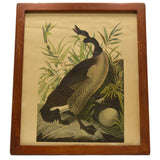 Antique "JOHN J. AUDUBON" LITHO PRINT Framed "CANADA GOOSE" Canadian "PLATE CCI"