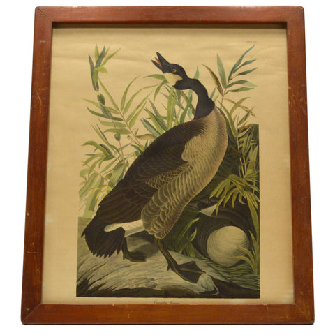 Antique "JOHN J. AUDUBON" LITHO PRINT Framed "CANADA GOOSE" Canadian "PLATE CCI"