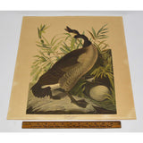 Antique "JOHN J. AUDUBON" LITHO PRINT Framed "CANADA GOOSE" Canadian "PLATE CCI"