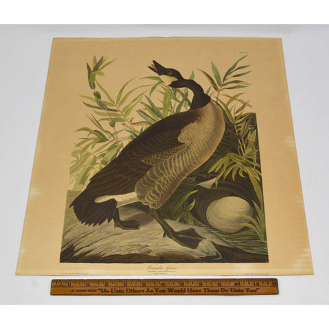 Antique "JOHN J. AUDUBON" LITHO PRINT Framed "CANADA GOOSE" Canadian "PLATE CCI"