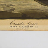 Antique "JOHN J. AUDUBON" LITHO PRINT Framed "CANADA GOOSE" Canadian "PLATE CCI"