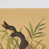 Antique "JOHN J. AUDUBON" LITHO PRINT Framed "CANADA GOOSE" Canadian "PLATE CCI"