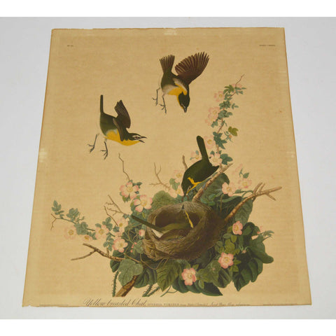 Antique "JOHN J. AUDUBON" LITHO PRINT 16x19 Framed "YELLOW-BREASTED CHAT" No. 28