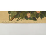 Antique "JOHN J. AUDUBON" LITHO PRINT 16x19 Framed "YELLOW-BREASTED CHAT" No. 28