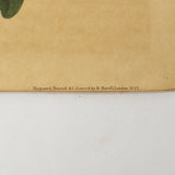 Antique "JOHN J. AUDUBON" LITHO PRINT 16x19 Framed "YELLOW-BREASTED CHAT" No. 28