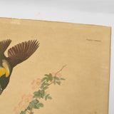 Antique "JOHN J. AUDUBON" LITHO PRINT 16x19 Framed "YELLOW-BREASTED CHAT" No. 28