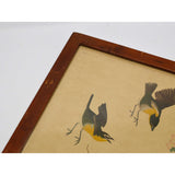 Antique "JOHN J. AUDUBON" LITHO PRINT 16x19 Framed "YELLOW-BREASTED CHAT" No. 28