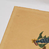 Antique "JOHN J. AUDUBON" LITHO PRINT 16x19 Framed "BLUE JAY" No. 21 Plate CII